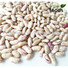 Dry Pinto Beans or Light Speckled Kidney Beans Long Shape